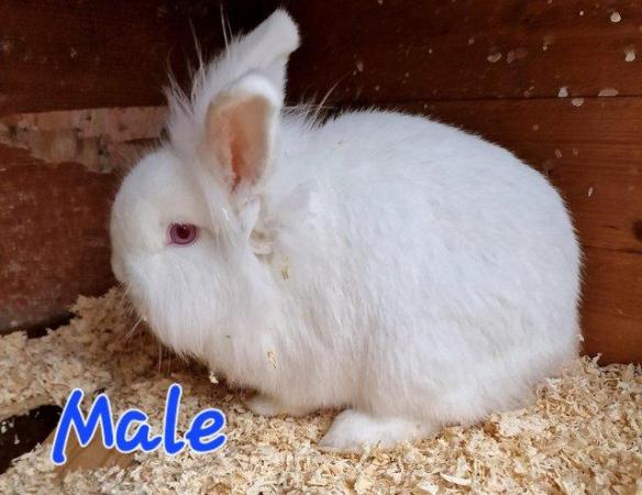 Image 14 of 1 Albino Lion-Lop Bunny For Sale