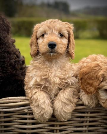 Image 6 of Cockapoo Pups - Only 3 Left