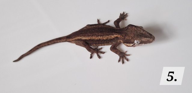 Image 7 of Cb23 gargoyle geckos for sale unsexed