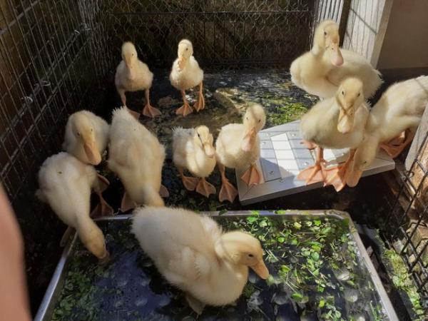 Image 3 of Aylesbury / Campbell High Fertility Duck Hatching Eggs £2.50