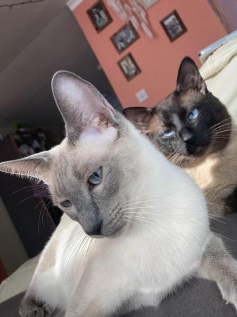 Image 2 of Adorable Siamese kittens for sale 4 Boys 2 Girls
