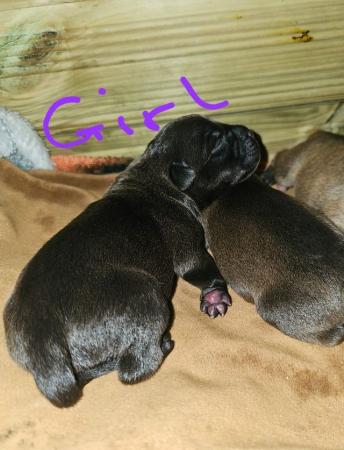 Image 9 of Staffordshire bull terrier puppies 5 girls 2 boys