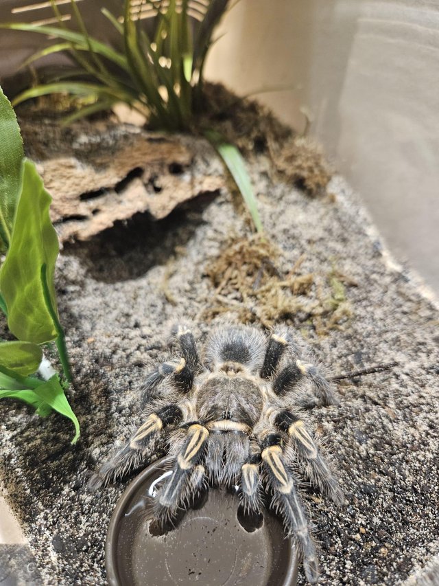 Preview of the first image of Grammostola pulchripes - Adult Female.