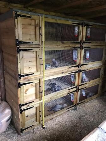 Image 5 of Ferret cages for sale, joiner built.