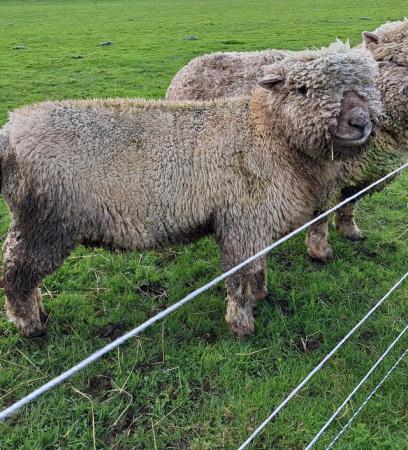 Image 3 of Pedigree Southdown Ram- March 2023 born