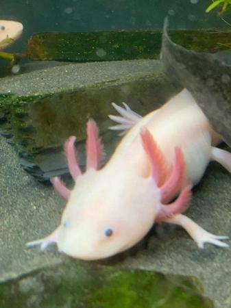 Image 5 of Leucistic Axolotls x 4 -Axminster