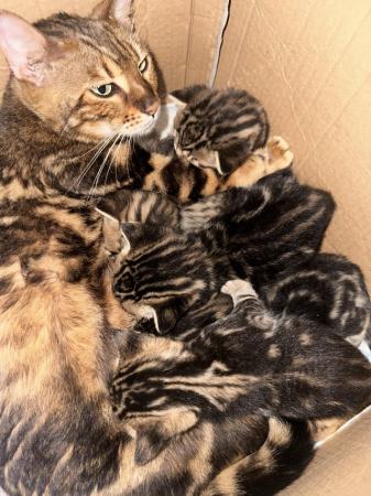 Image 2 of 4 week old Bengal cross kittens