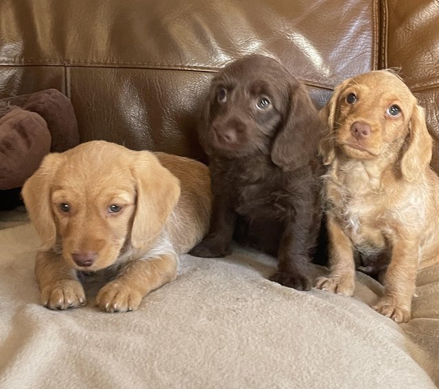 Preview of the first image of Dachshund x poodle puppies.