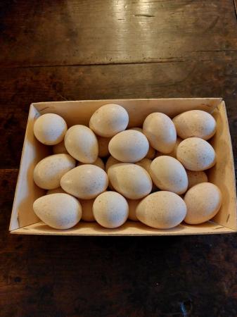 Image 2 of Hatching eggs: bronze turkey, Derbyshire redcap, orpington