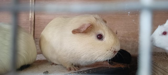 Image 6 of Baby young adult guinea pig boars