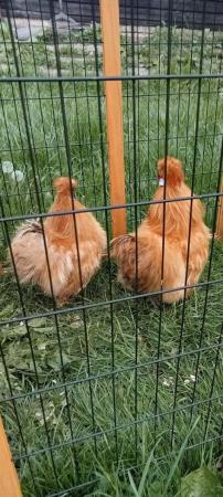Image 4 of Very rare Citron Silkie hatching eggs & chicks available