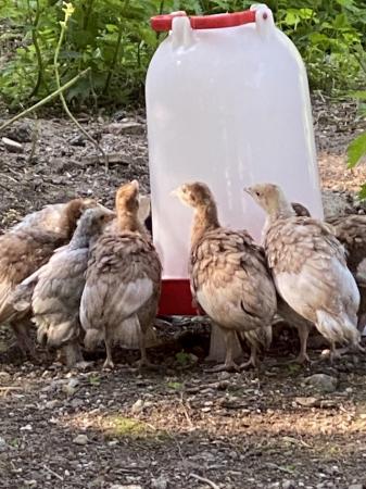Image 3 of Lovely healthy Bourbon Turkey Poults for sale.
