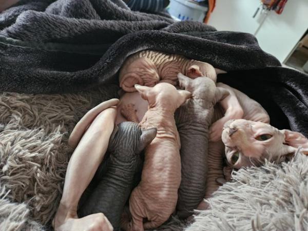 Image 4 of Playful and loving Sphynx kittens