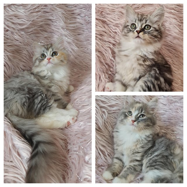 Preview of the first image of Chinchilla Persian x turkish calico kittens 1 girl left.