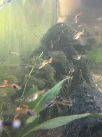 Image 2 of Guppies for sale 6 for £5
