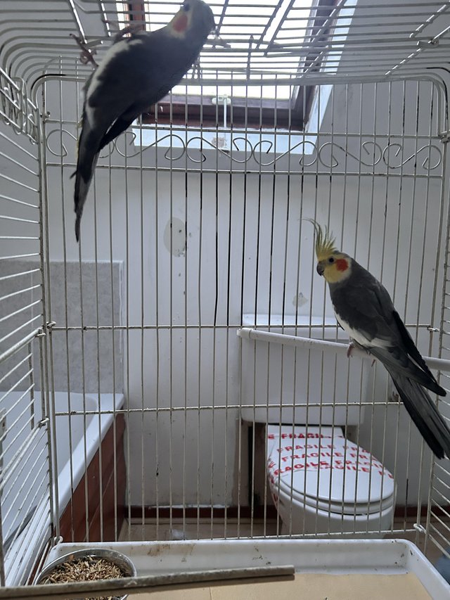 Preview of the first image of Beautiful Cockatiels 1 year+.