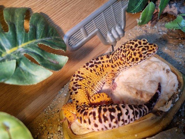 Preview of the first image of 5 year old male leopard gecko.