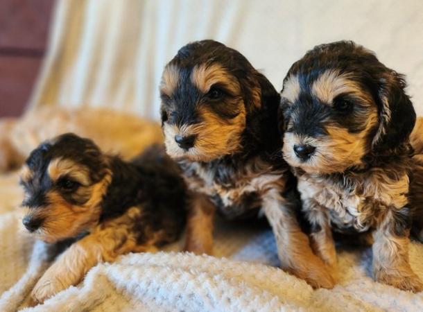 Image 3 of Stunning cockapoo puppies READY NOW