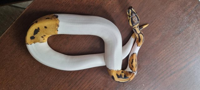 Image 22 of Full collection of ball pythons and racking