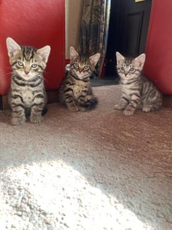 Image 2 of Bengal x savanna kittens for sale