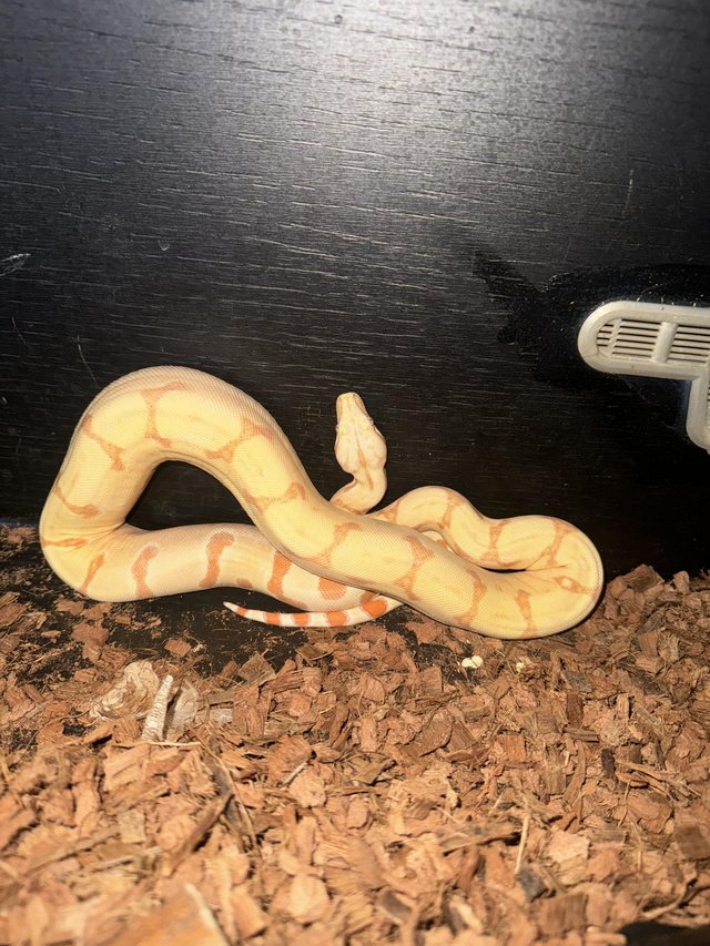 Preview of the first image of Sun glow boa constrictor.