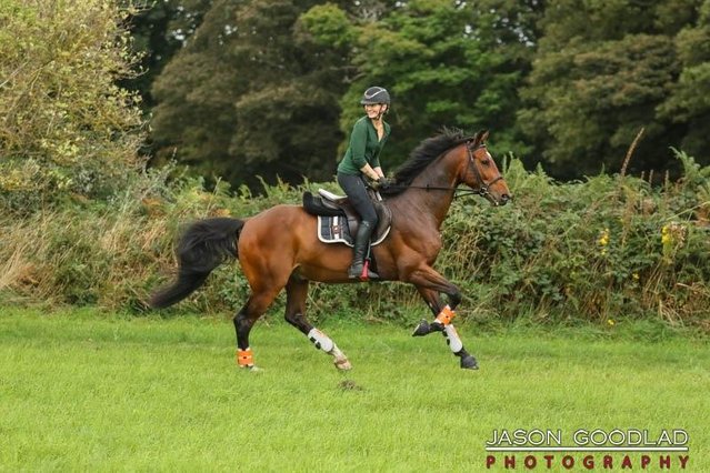 Image 2 of ALL OFFERS CONSIDERED AS I AM EMIGRATING 16.2hh Gelding