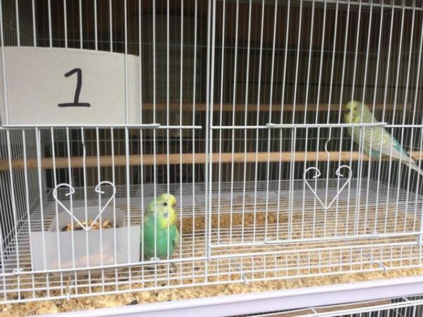 Image 1 of Pair of Budgies for sale
