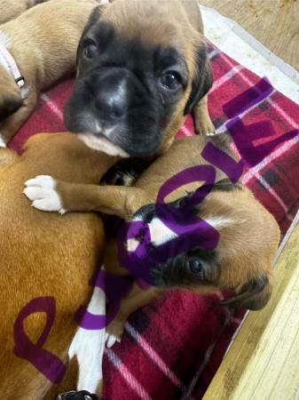 Image 4 of 2 Kc registered Boxer puppies