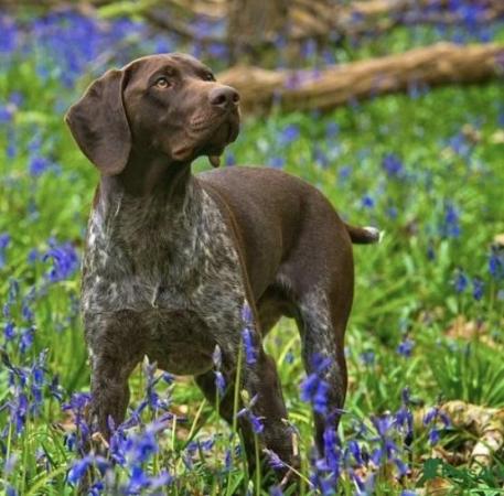 Image 2 of KC Reg German Shorthaired Pointer Puppies