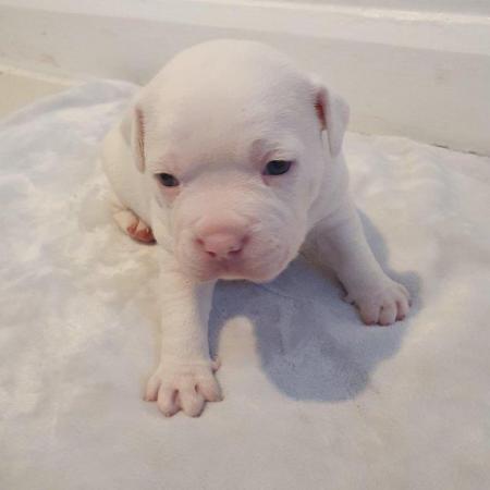 Image 11 of POCKET BULLY X STAFFY. Pups for sale
