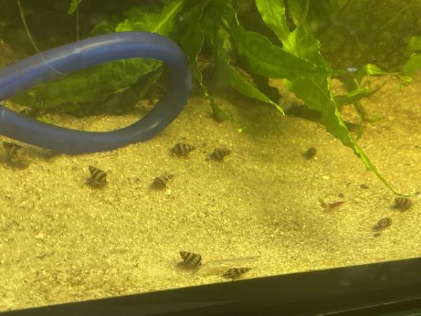 Image 1 of Assassin snails £1.25 each or 10 for £10
