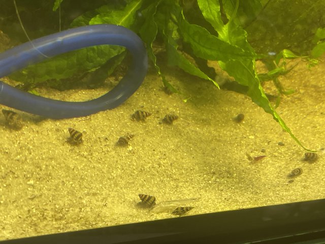 Preview of the first image of Assassin snails 50p each.