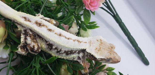 Image 7 of Beautiful Breeding Pair Of Crested Geckos With Free Exo Terr