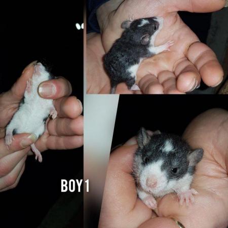Image 2 of Rat babies!!!!!!!!!!!!!!!!!!!!