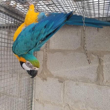 Image 3 of Blue and gold male macaw for sale