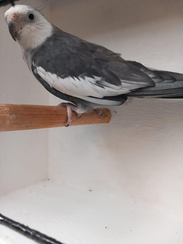 Preview of the first image of Semi tame , white faced grey cockatiel.