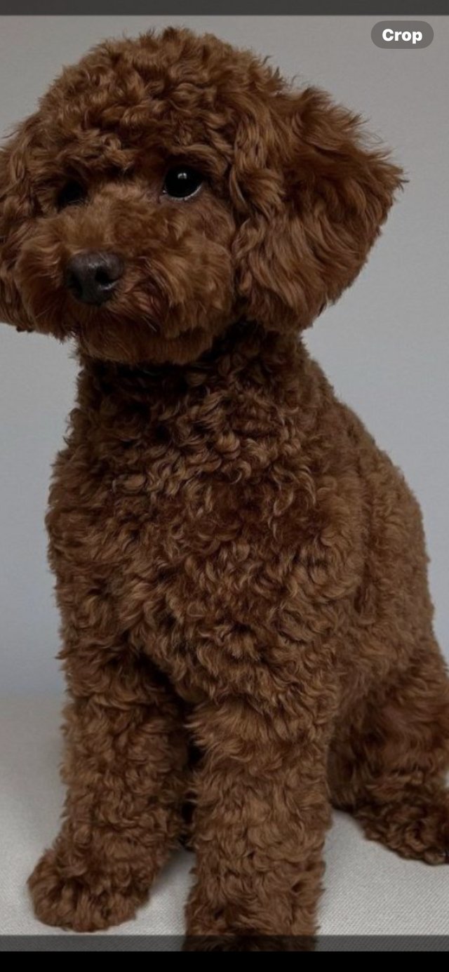 Preview of the first image of Poodle wanted for retired man with lots of time.