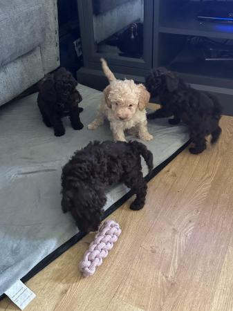 Image 16 of One left! REDUCED READY NOW Gorgeous cockapoo puppies.
