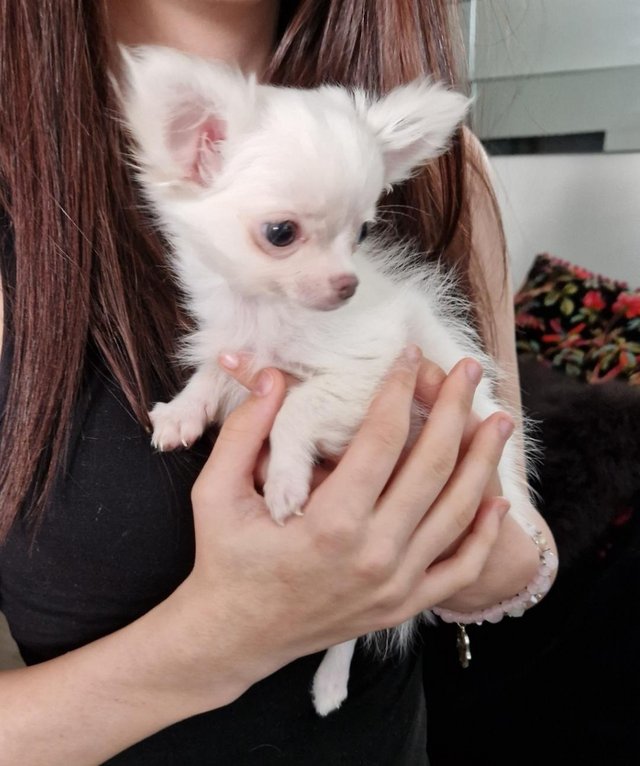Preview of the first image of KC Registered Chihuahua Puppy for Sale.