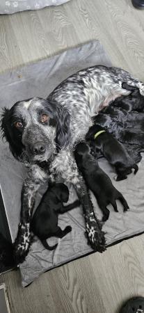 Image 4 of *READY FOR NEW HOMES NOW* cocker spaniel pups