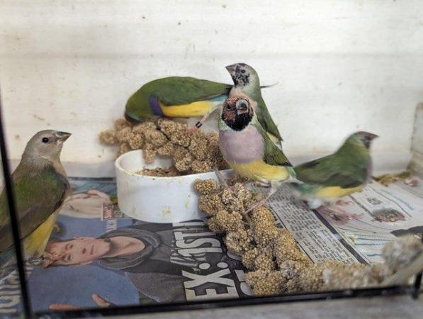 Image 2 of Gouldian Finch available for sale....