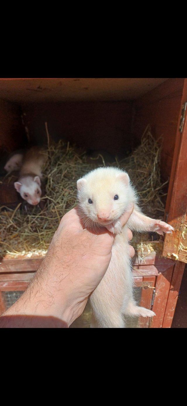 Preview of the first image of Ferrets....     ...............