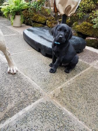Image 12 of EXCELLENT KC Registered Labrador puppies