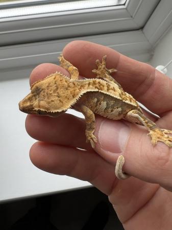 Image 1 of Crested Gecko hold back release.