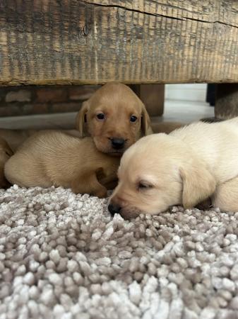 Image 6 of FT Champion KC Labrador Puppies from Health tested parents