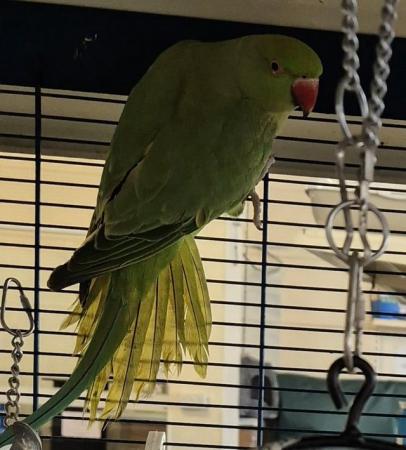 Image 4 of Green Indian Ringneck Parakeets Available Now