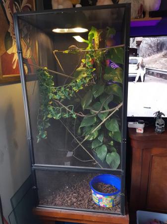 Image 2 of Panther chameleon with full set up