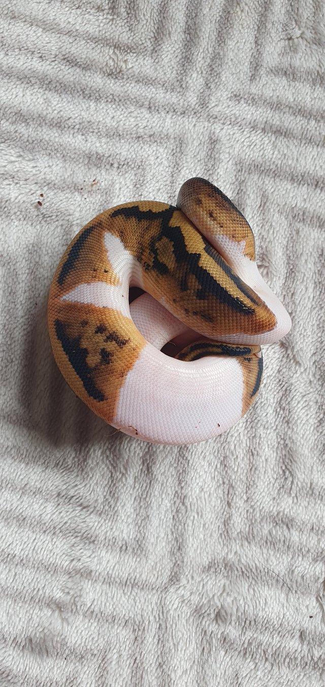 Preview of the first image of Piebald royal python babies.