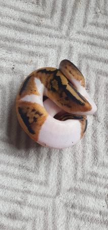 Image 1 of Piebald royal python babies