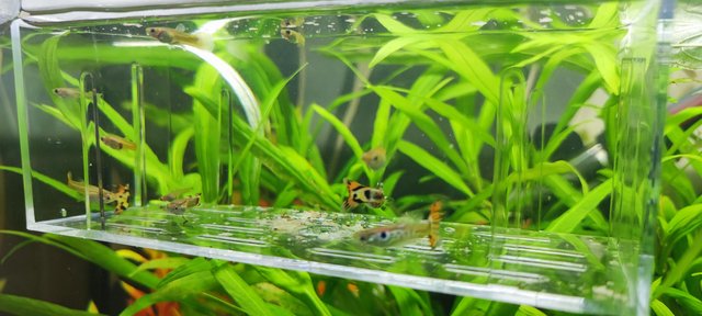 Image 3 of Guppy fry male/female for sale